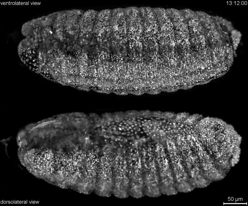 显微镜下果蝇 Fruitfly Drosophila 胚胎发育的高清影像哔哩哔哩bilibili