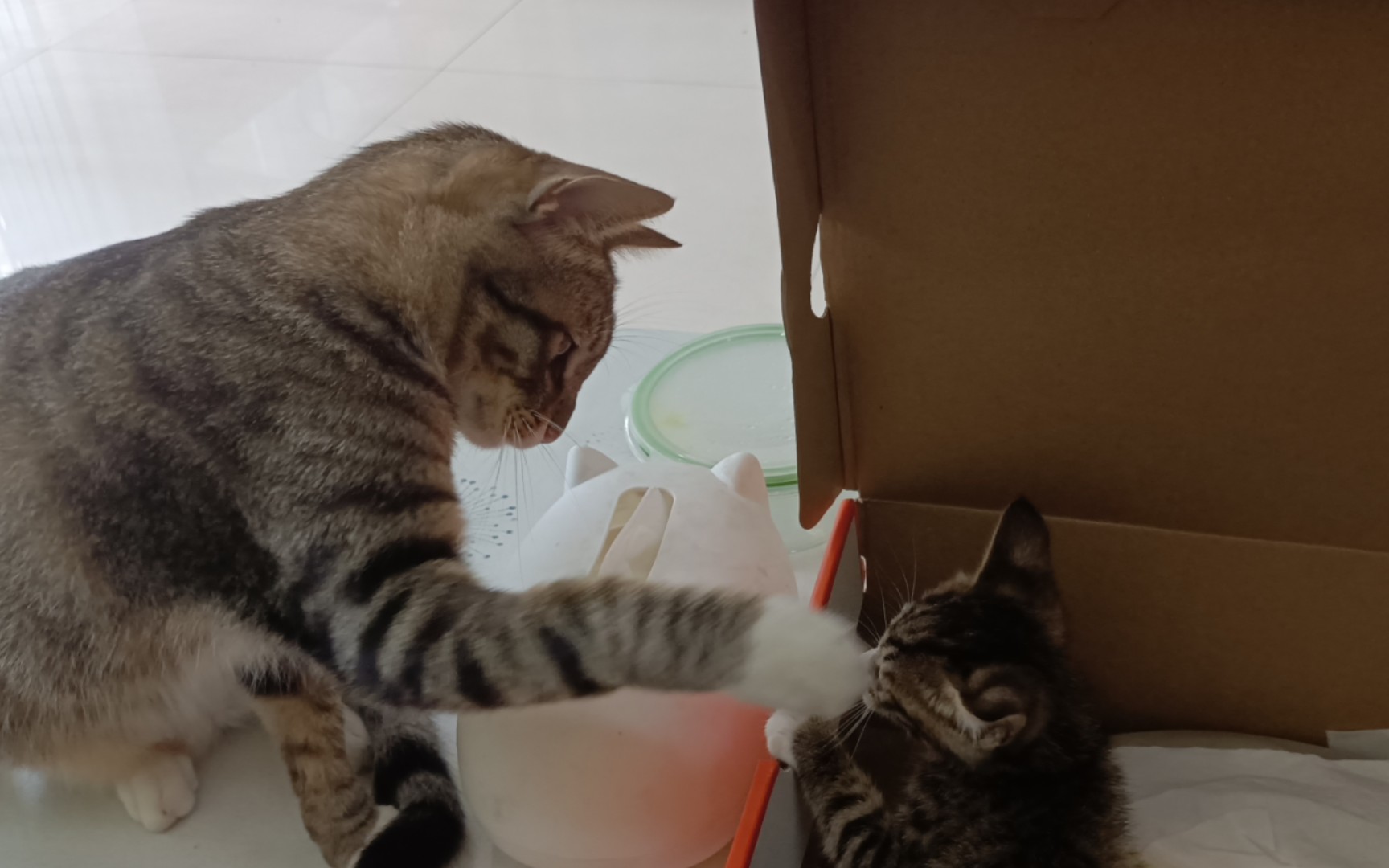 十多岁,一个大逼斗