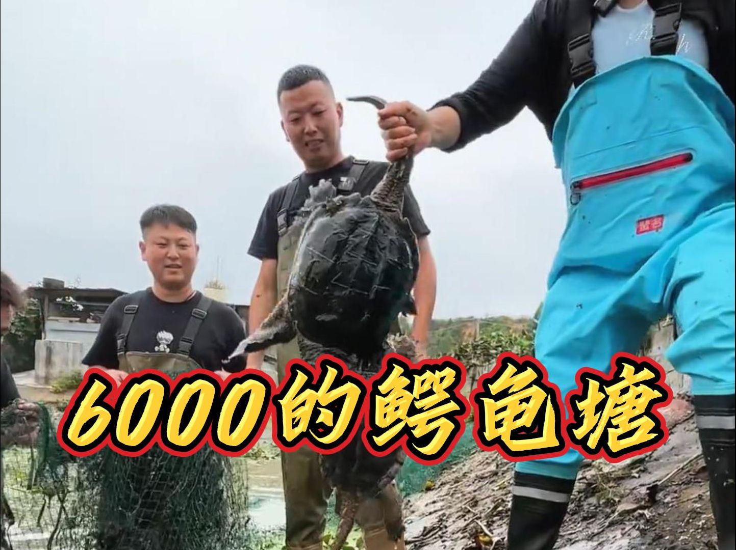 今天花6000在鳄龟塘里拉一网,看看最后上了多少货!哔哩哔哩bilibili