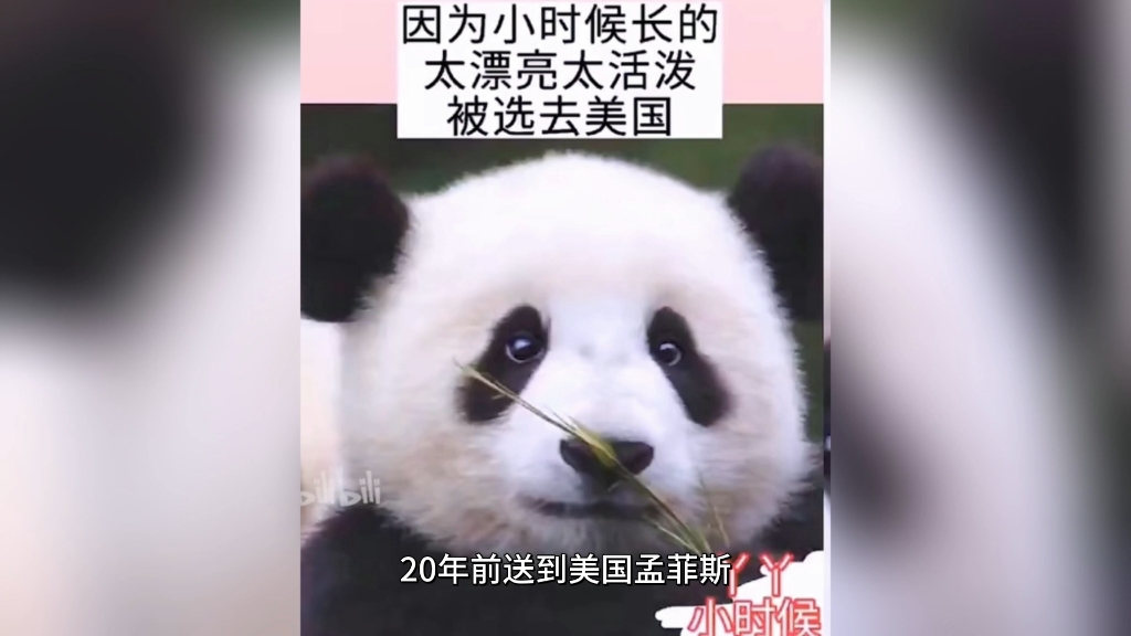 助力旅美大熊猫丫丫回国哔哩哔哩bilibili