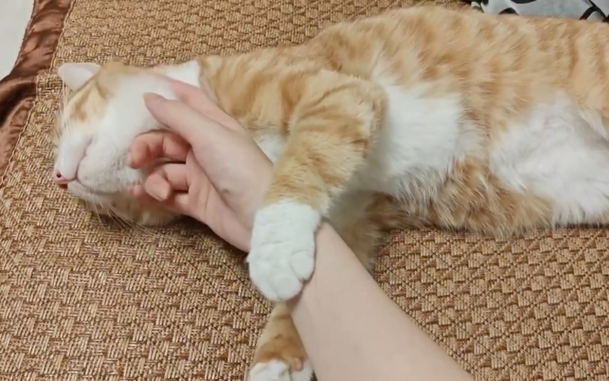 好软好软,手感真好