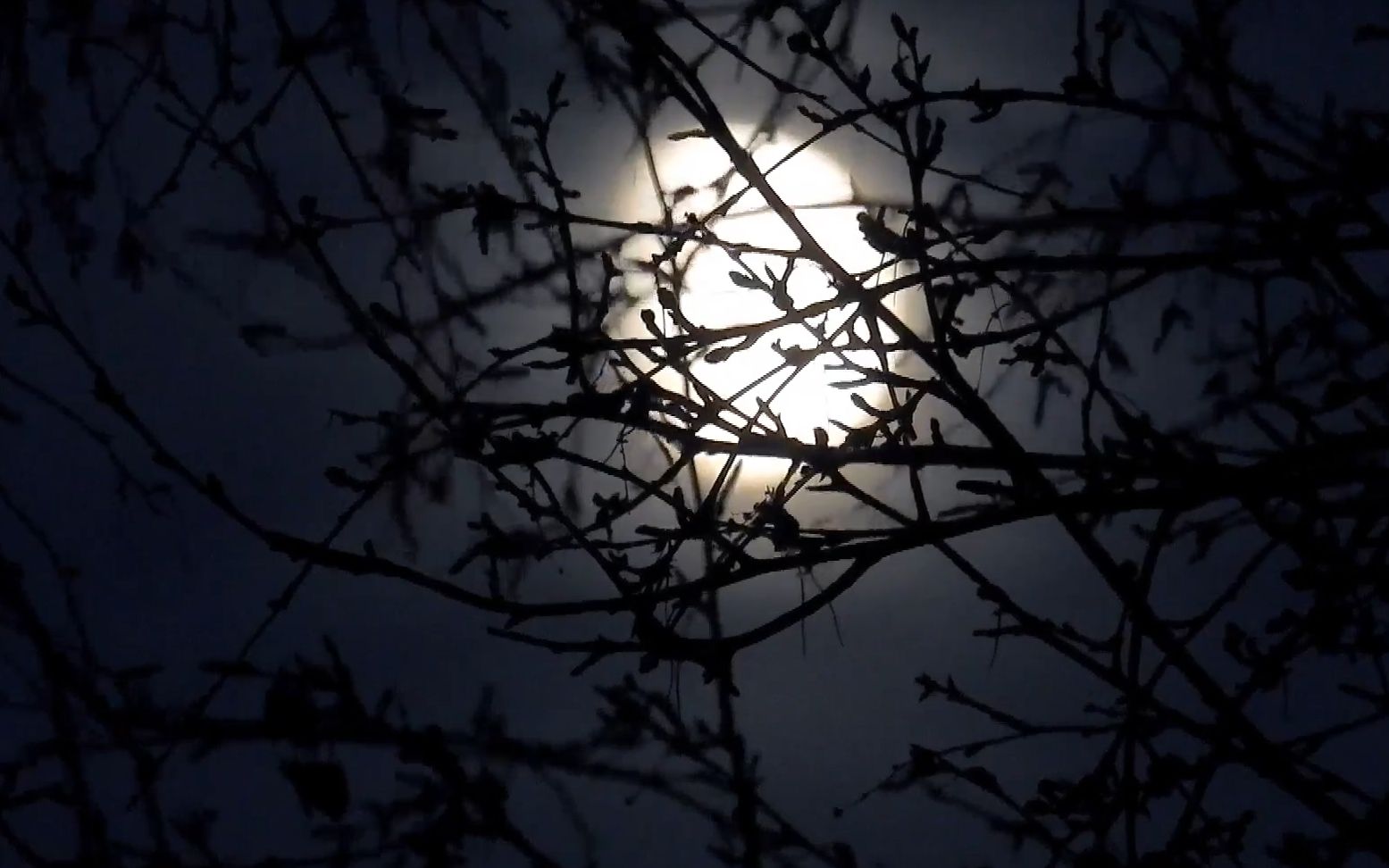 f943 满月爬上枝头实拍月亮素材圆月亮皎洁月色树枝剪影星空月黑风高