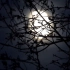 f943 满月爬上枝头实拍月亮素材圆月亮皎洁月色树枝剪影星空月黑风高月圆美景LED视频素材