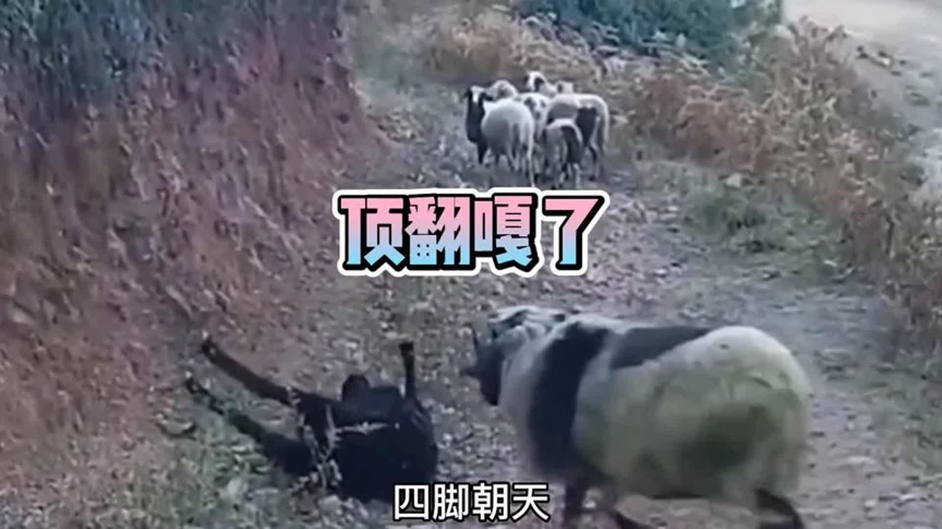 又顶起来了,顶翻嘎了!脑瓜子嗡嗡的!