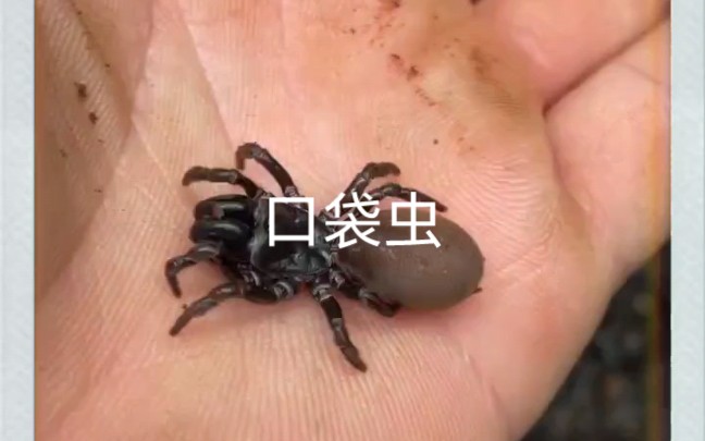 口袋虫每天都在挖