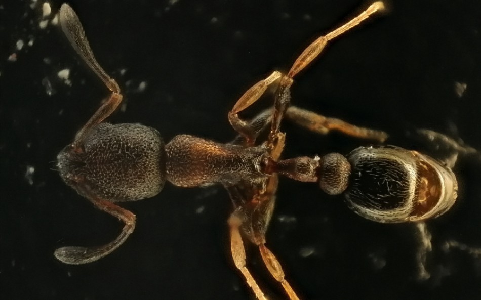 心结蚁喝糖水能看到内脏的动作