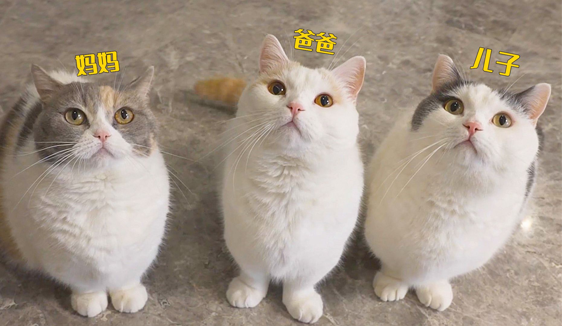 同样是猫,为什么有的猫瘦,有的猫胖?-萌猫宝哥哥-萌猫宝哥哥-哔哩哔哩视频