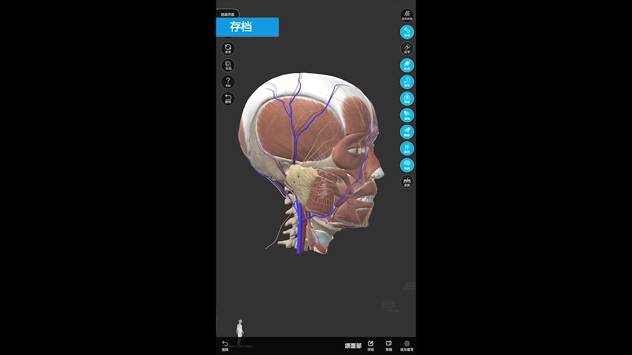 [图]3D人体解剖图棒棒的动画