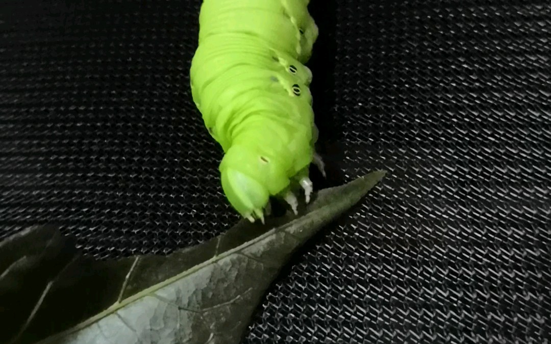 大豆虫巨快吃红薯叶 ,讲究