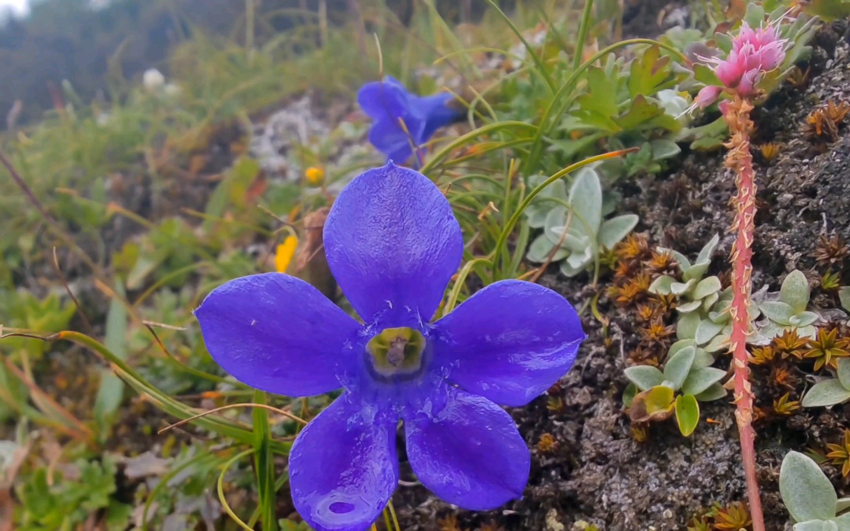 美丽的高原植物裂叶蓝钟花