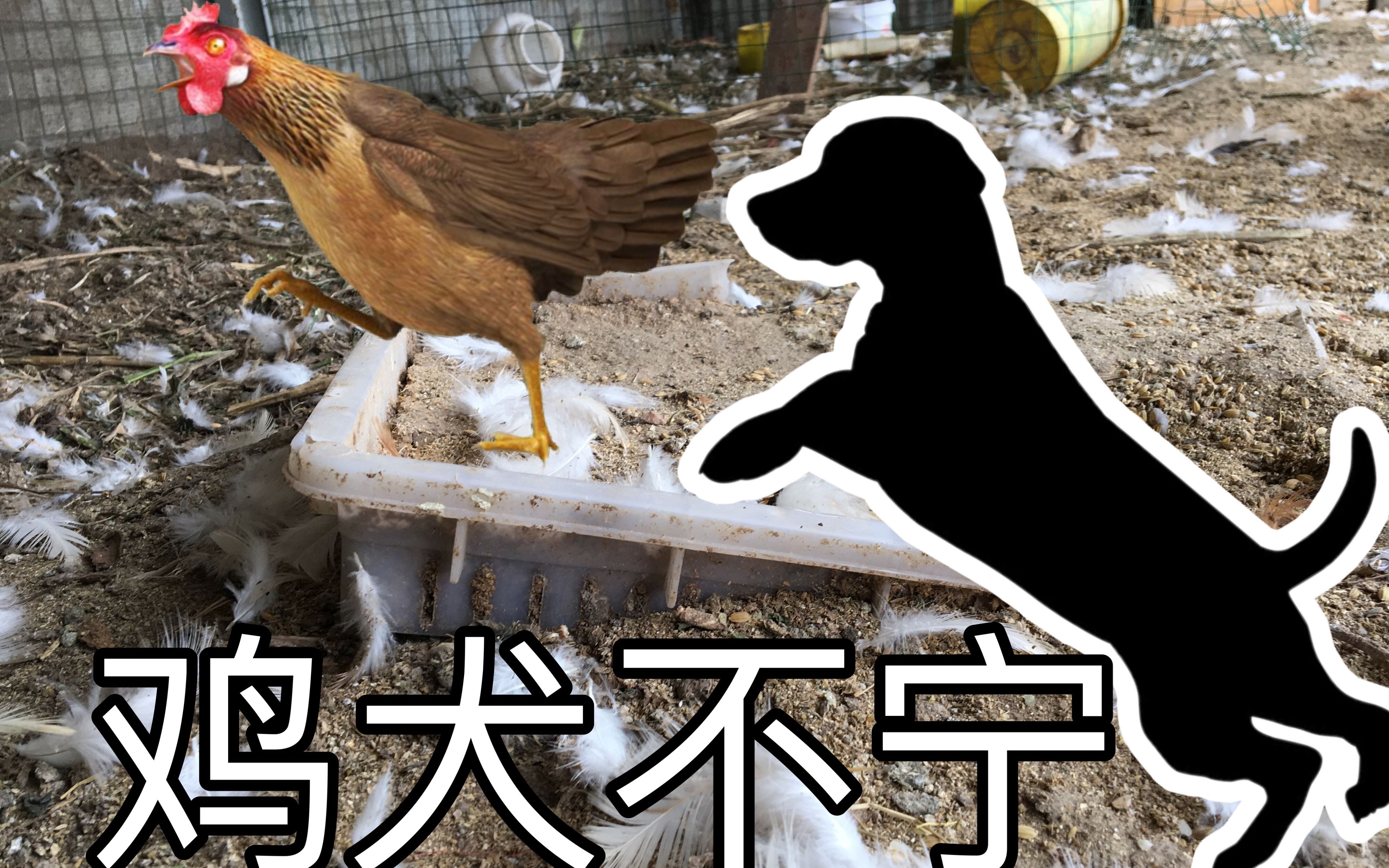 看家狗把养的鸡都咬si了 真是鸡犬不宁啊