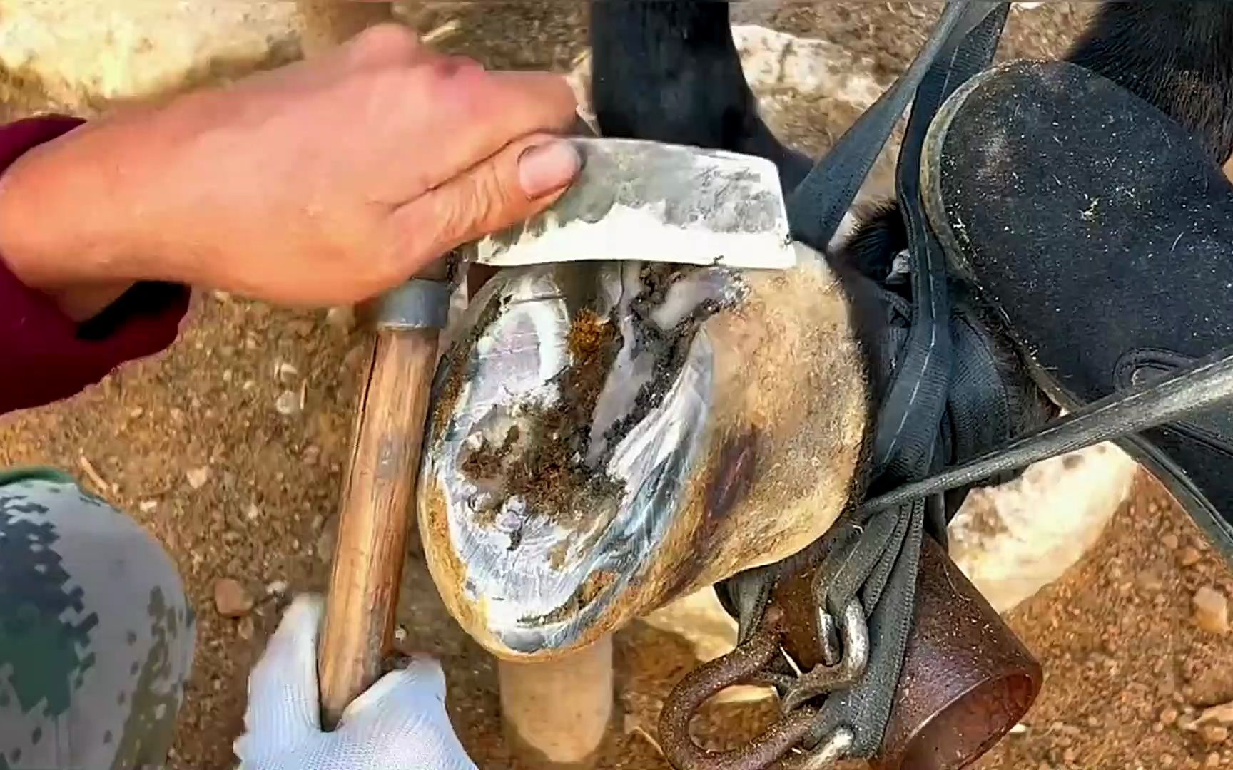 厉害了!用传统手艺修剪马蹄安装马蹄铁,过程看着莫名解压!