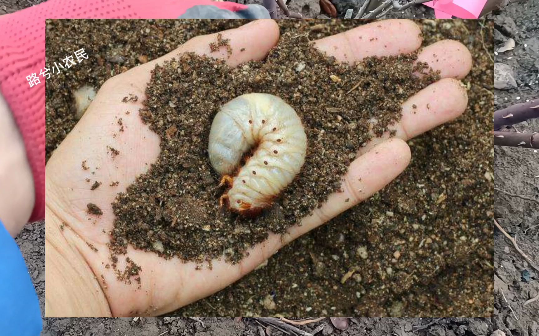 [图]月季根系被啃食，或者植株无故枯萎，可能是这种虫子在作祟