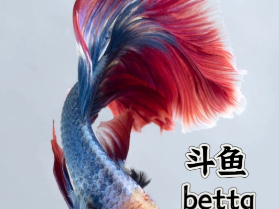 每天一个英文单词—betta哔哩哔哩bilibili