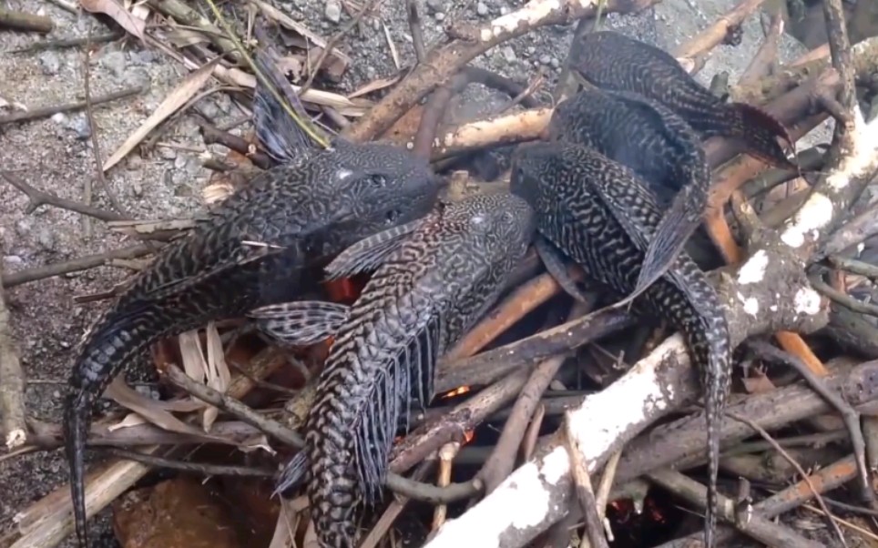 野外火烤清道夫,那个叫肥仔的男人能看得到吗