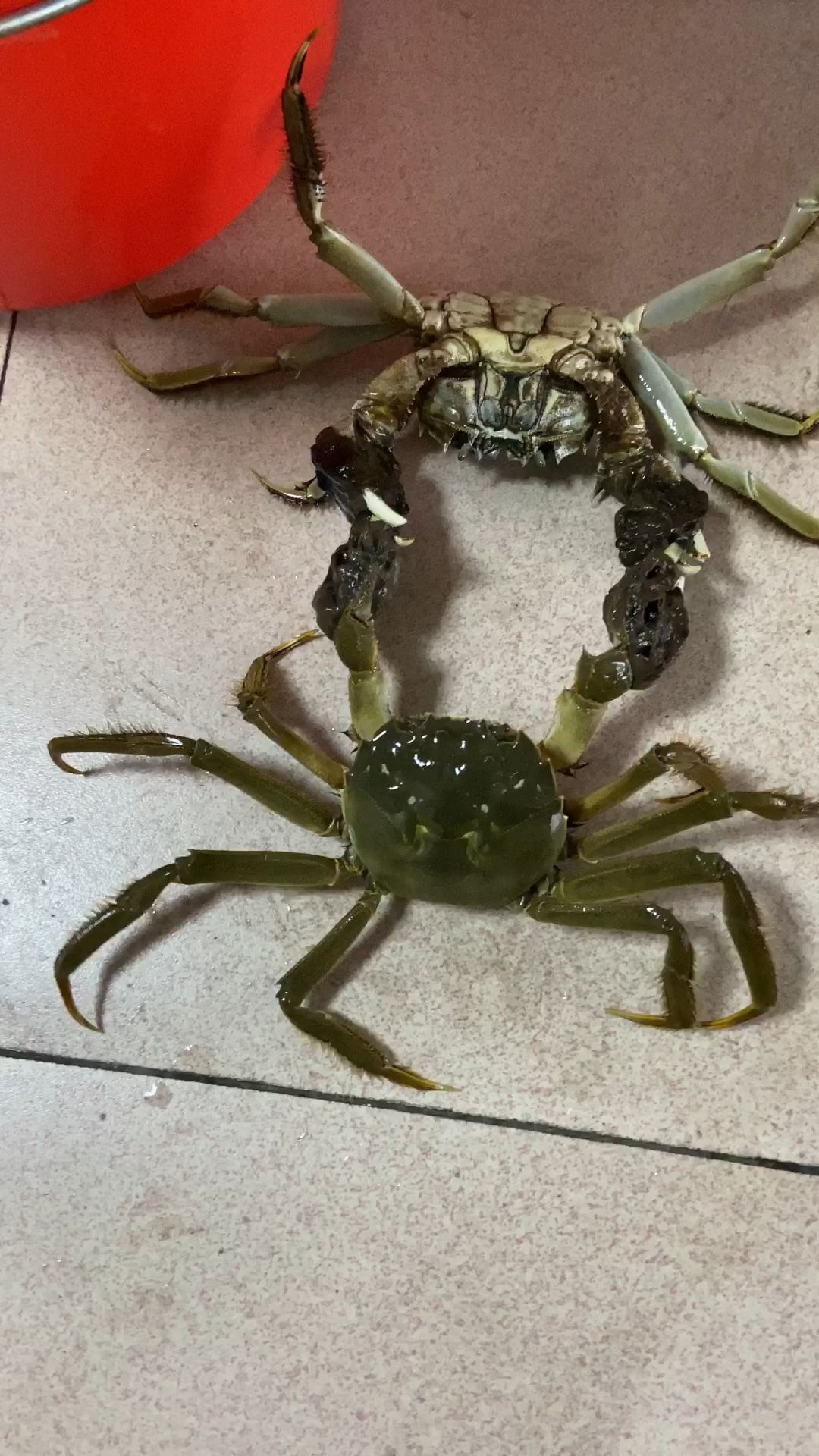 公蟹的斗殴日常[思考]有小伙伴说只要单