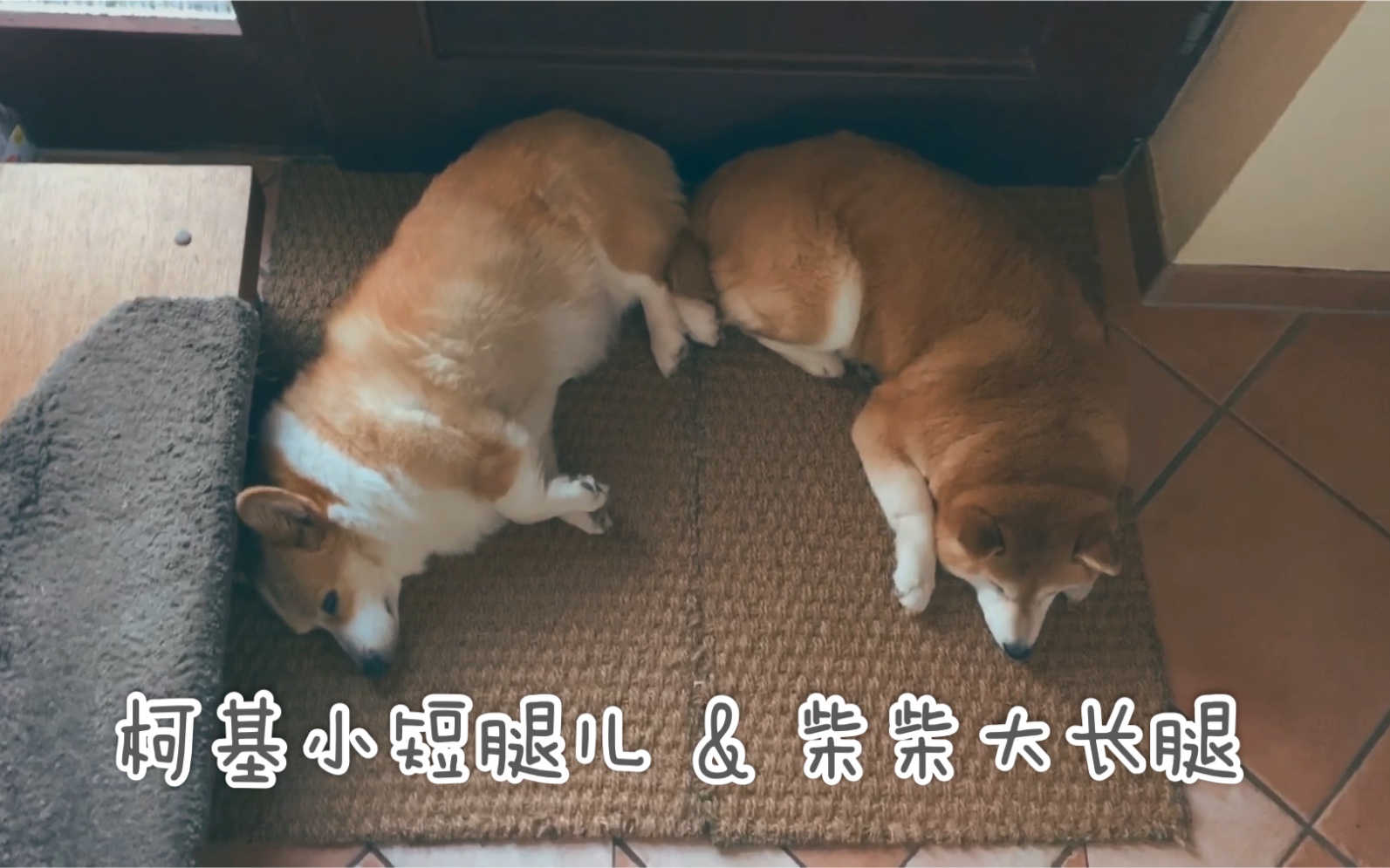 【柯基】【柴犬】实测:短腿儿柯基和长腿儿柴犬的腿长对比哔哩哔哩bilibili