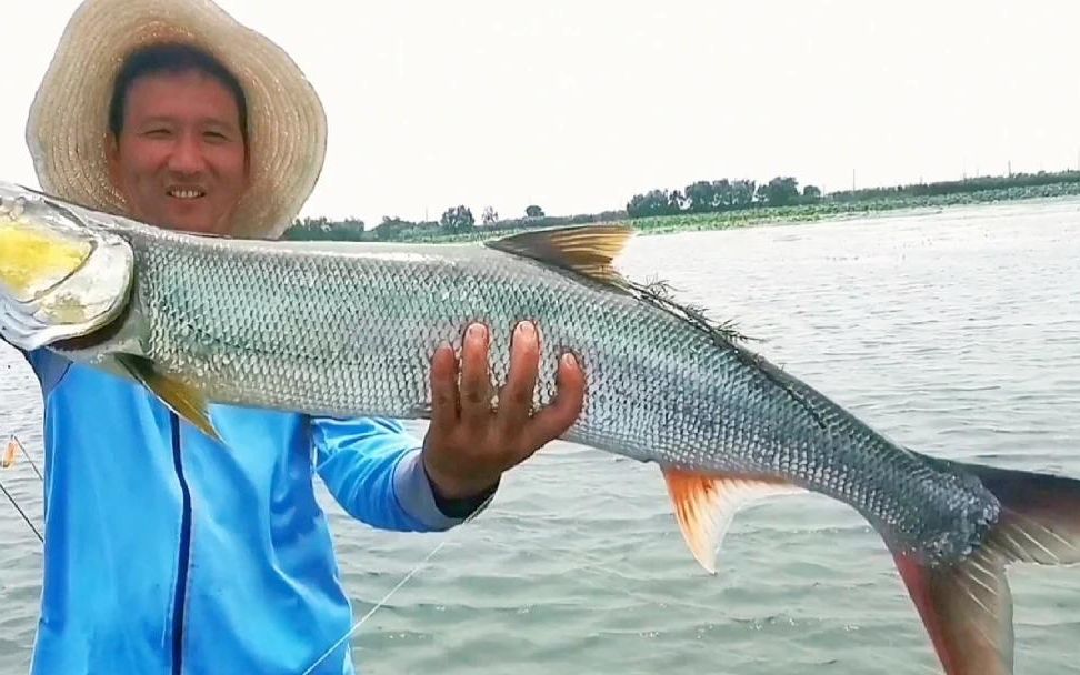 魚苗都被鱤魚吃完了,這裡鱤魚又多又大還不挑食路亞鱤魚太好釣了