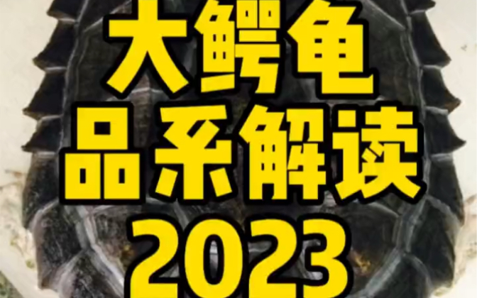 史上最全大鳄龟品系分类详解2023版哔哩哔哩bilibili