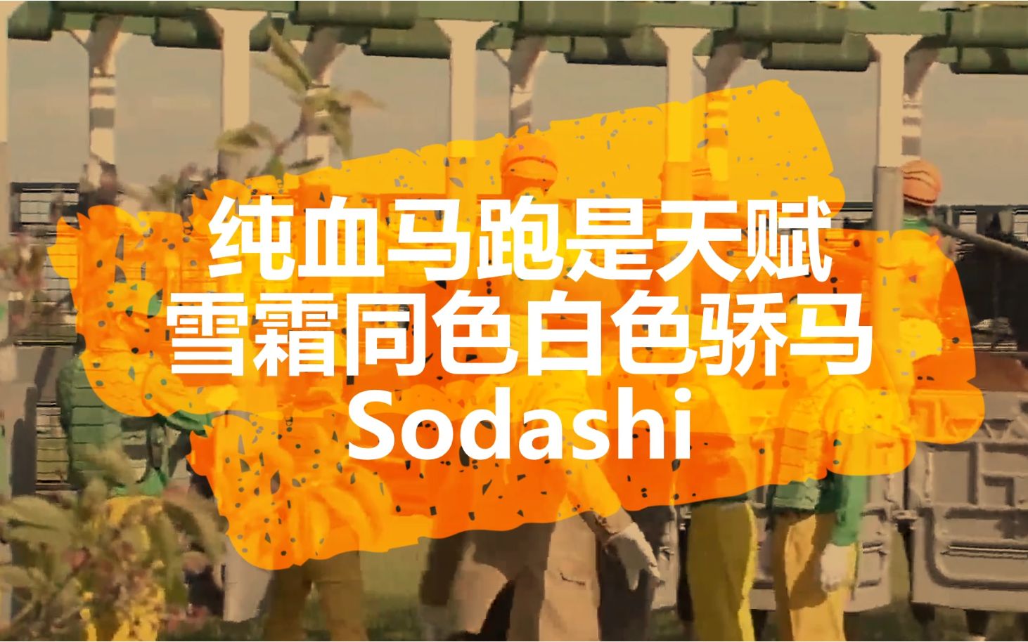 纯血马名驹:雪霜同色白色骄马Sodashi(纯洁光辉)哔哩哔哩bilibili