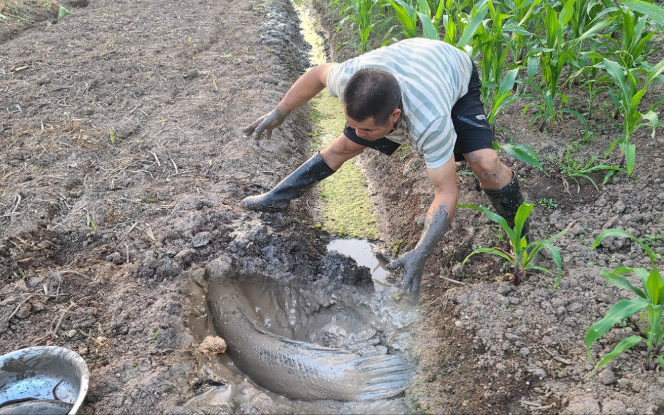 大叔去菜田里挖泥鳅,伸手摸到一条尾巴估计是黄鳝,抓到后却不是