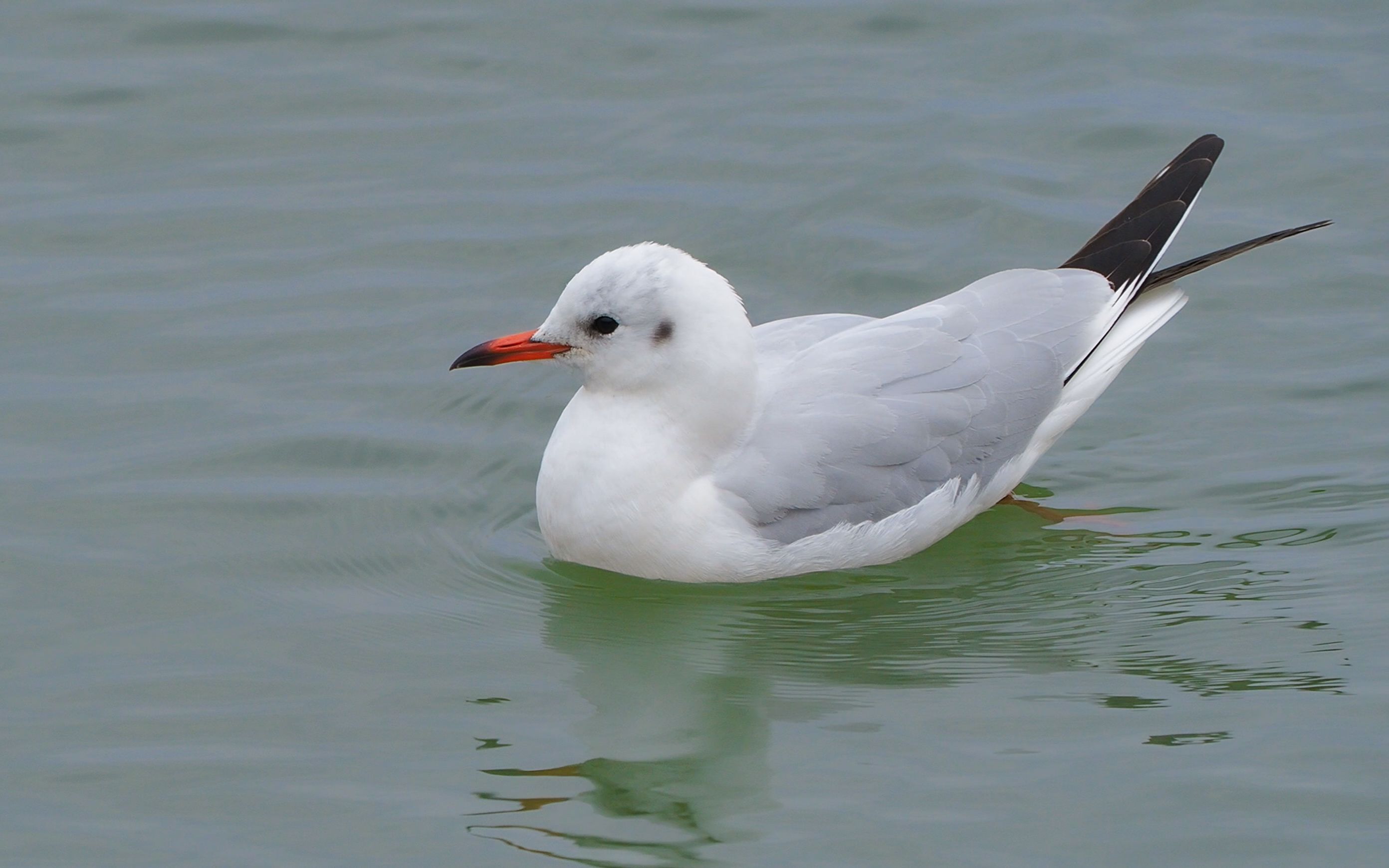 深圳湾的红嘴鸥