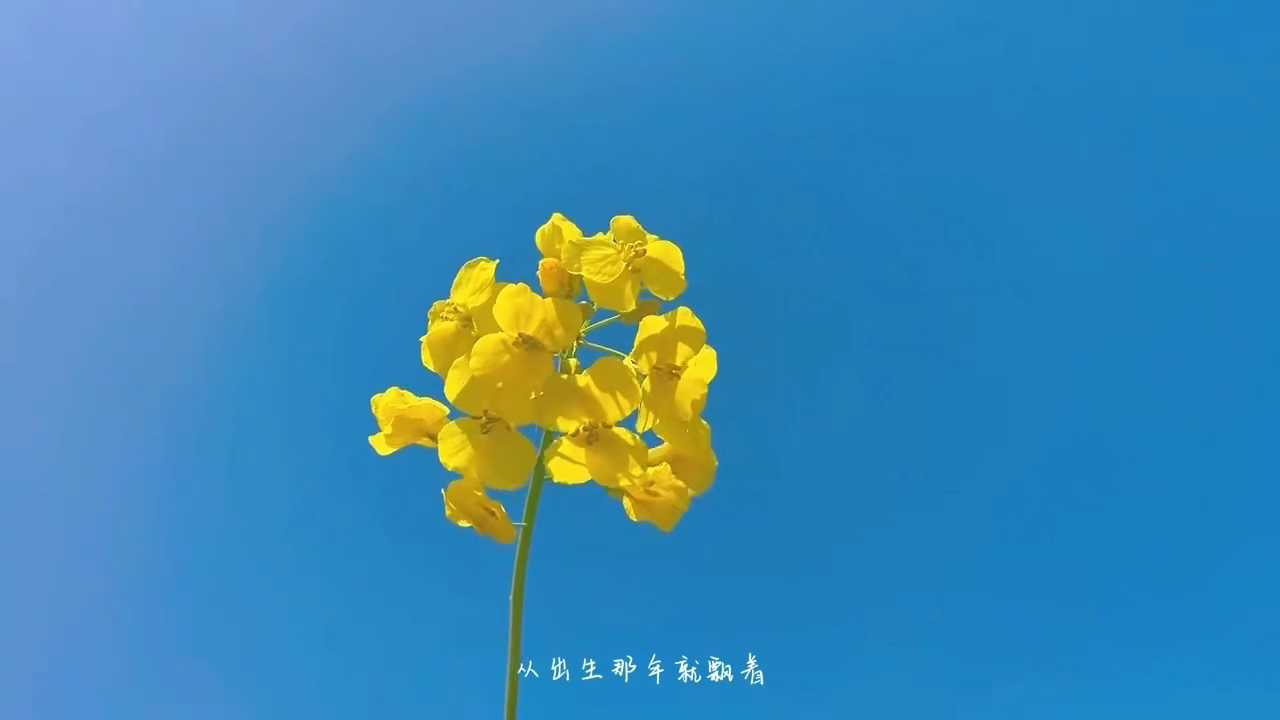 清烟贰哔哩哔哩bilibili