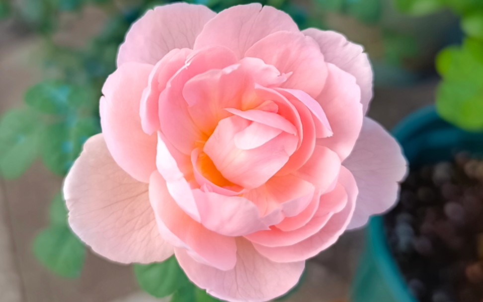 月季瑞典女王,第壹夫人,小桃红,粉红雪山合集