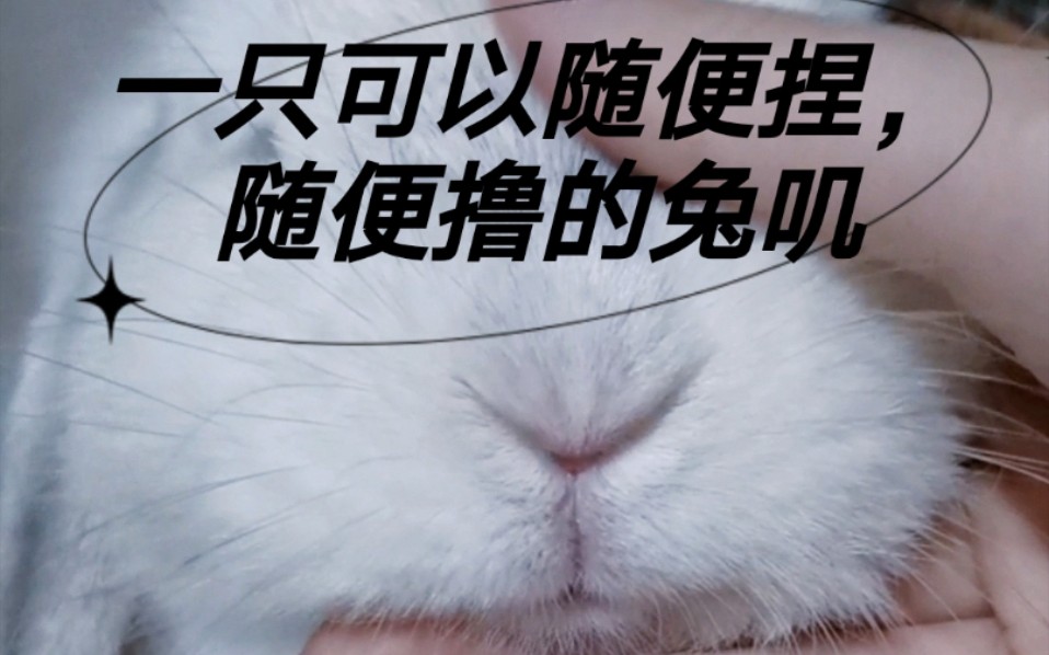 当你有一只脾气好到爆的兔叽是什么体验?_哔哩哔哩_bilibili