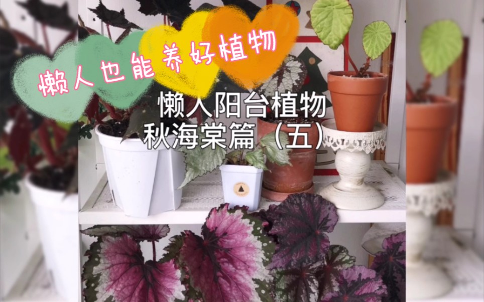 懒人阳台植物——秋海棠篇(五)哔哩哔哩bilibili