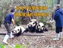 Скачать видео: 花花不仅仅是一个呆萌的小可爱，而是有很强的警惕性和领地意识的萌兽！