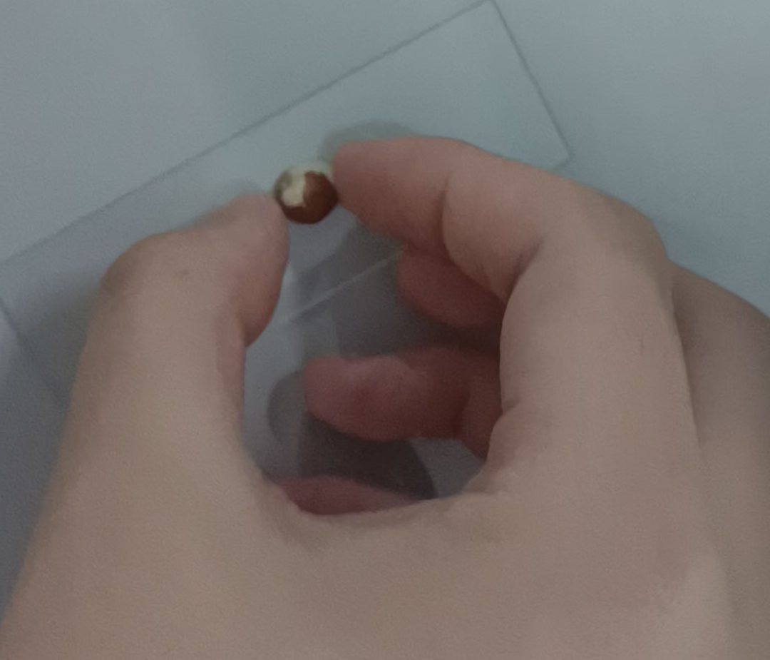 小花生之苏丹三染液—大学生的快乐实验