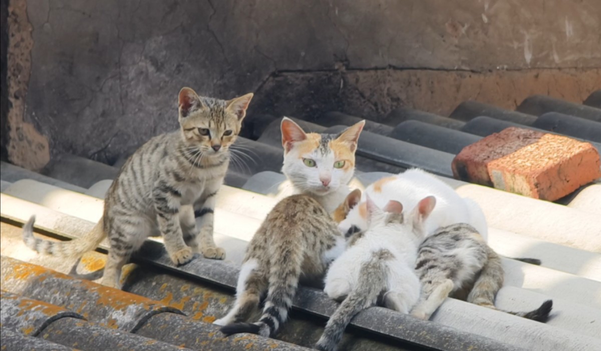 猫猫山村图片