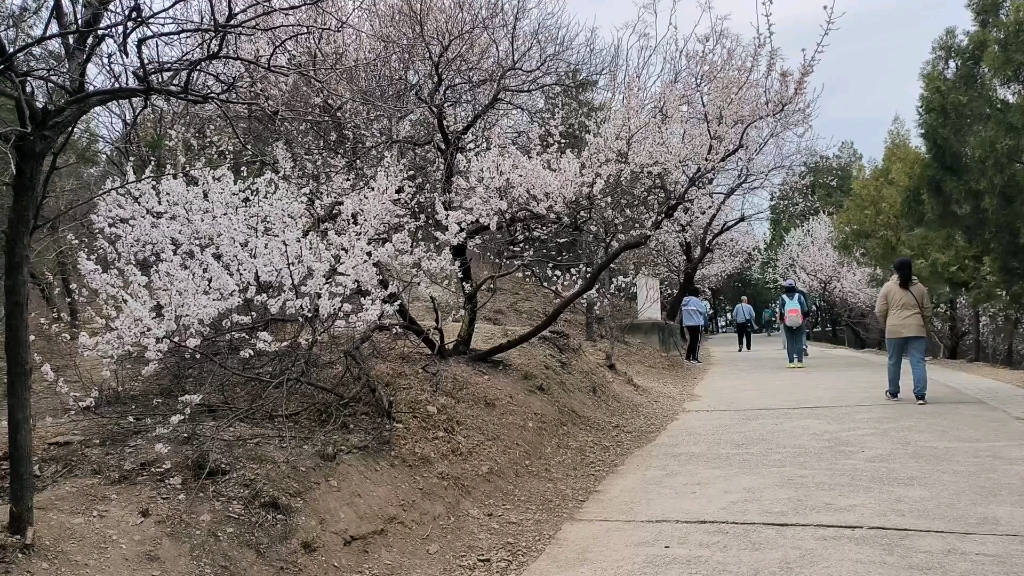 百望山赏花赏月赏秋香