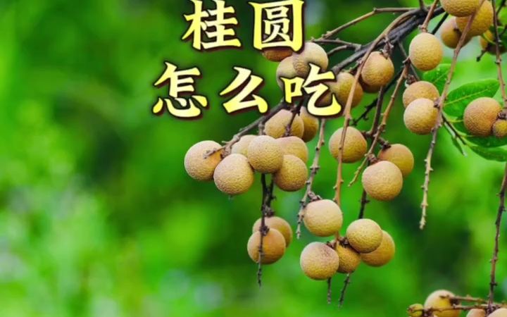 桂圆可以泡酒吗?龙眼酒的泡制方法?哔哩哔哩bilibili