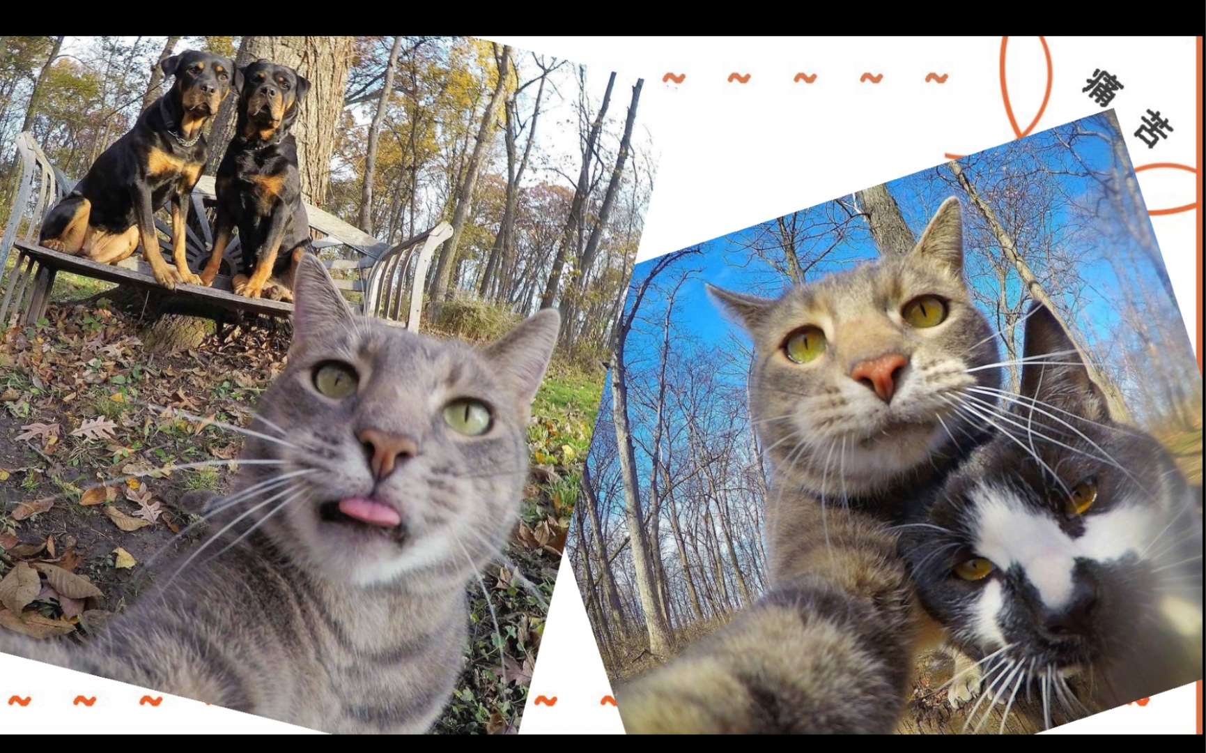 会自拍的猫猫～让我们看看它们的拍照技术吧(让我学习学习!
