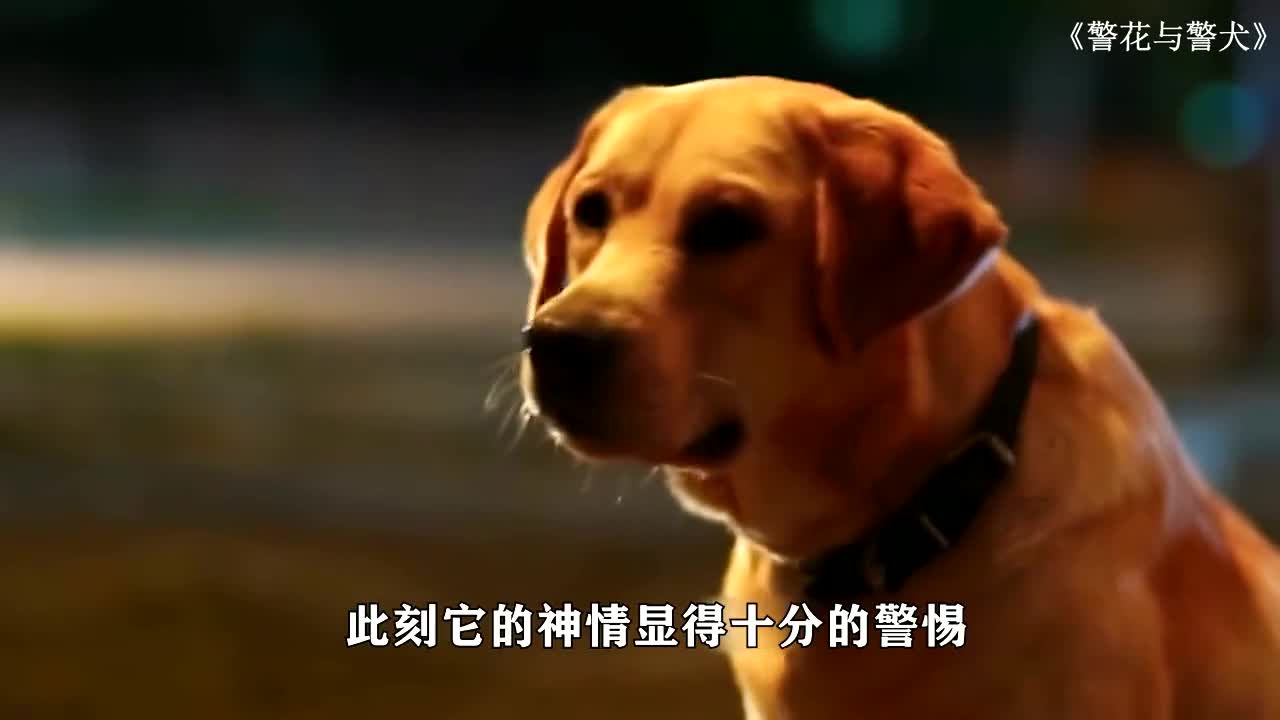 警花与警犬的樱桃图片