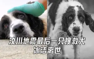 Tải video: 汶川地震最后一只搜救犬冰洁离世：享年14岁，曾勇救13人