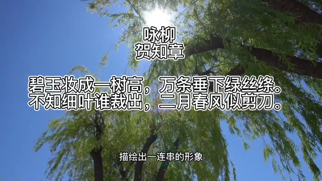 [图]诗歌朗诵与鉴赏《咏柳》唐代诗人贺知章#古诗词#唐诗#咏柳#贺知章