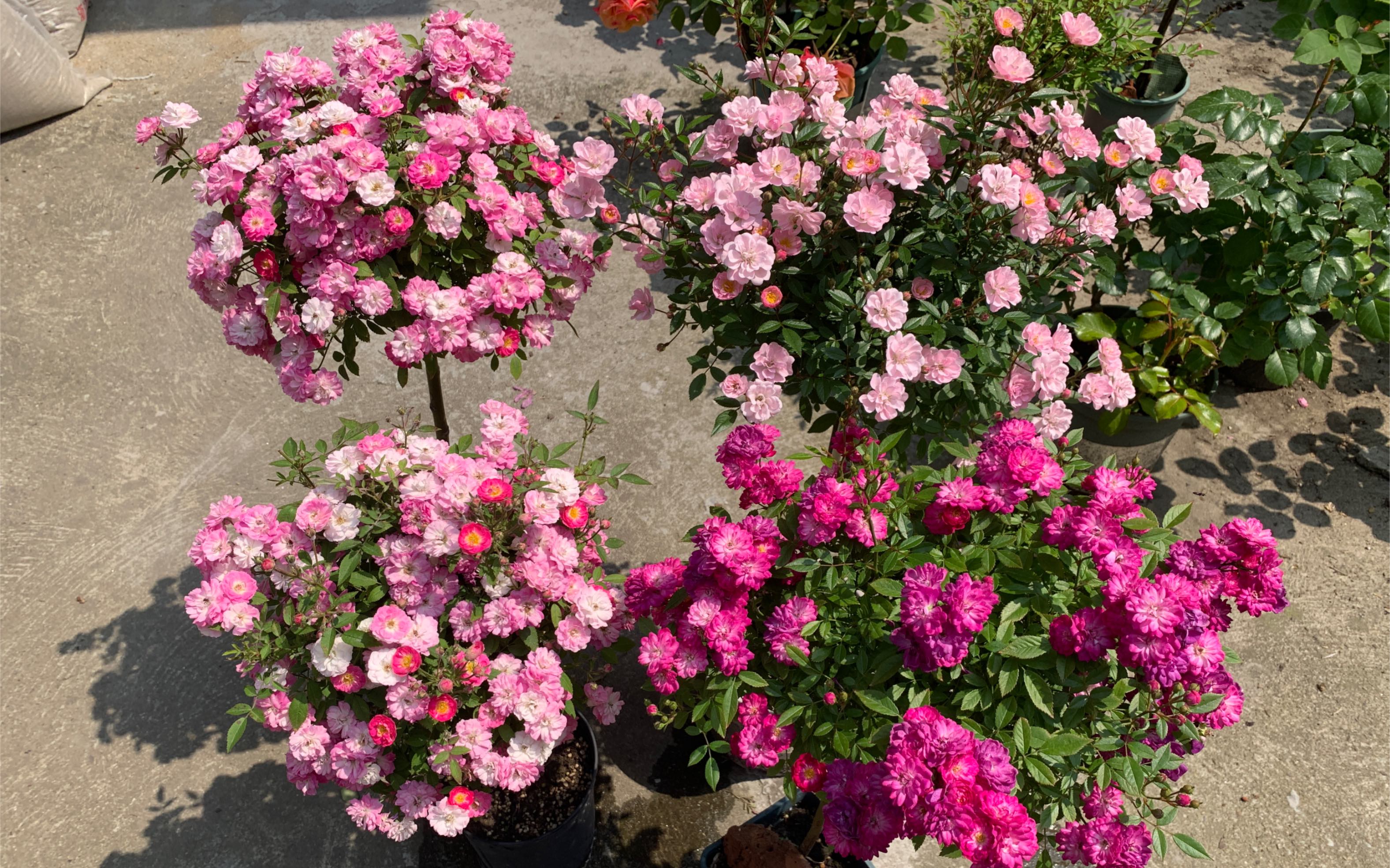 紫红微月,桃姬,樱坂月季棒棒糖开爆啦