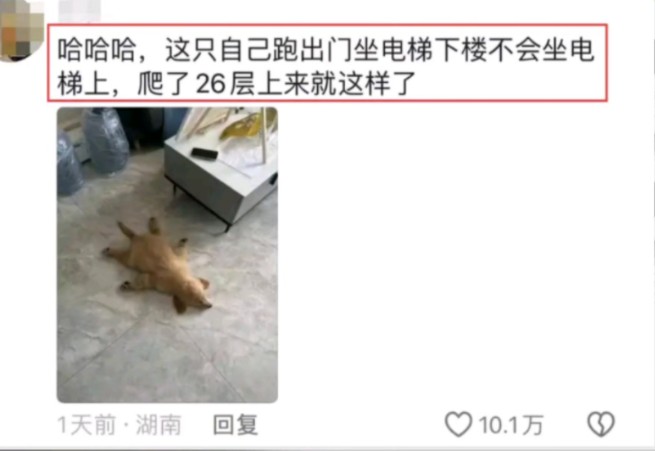 这一刻“累成狗”这个词在我脑海里具象化了哔哩哔哩bilibili