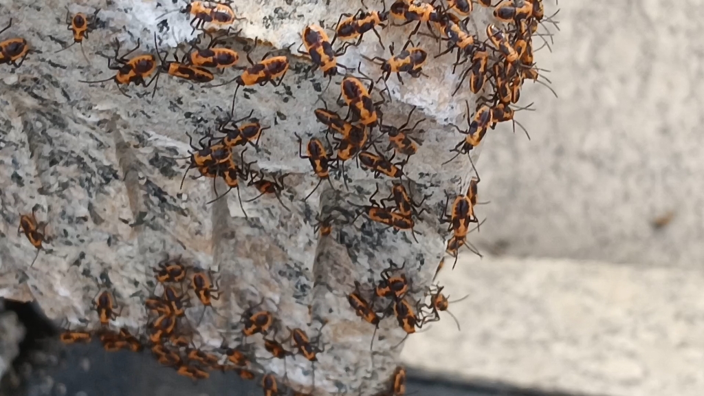 求助小亮,这是啥虫啊