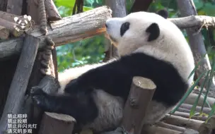 Скачать видео: 花花爬到二楼木架上挠痒，磕牙牙，完事还要给木架做个标记！