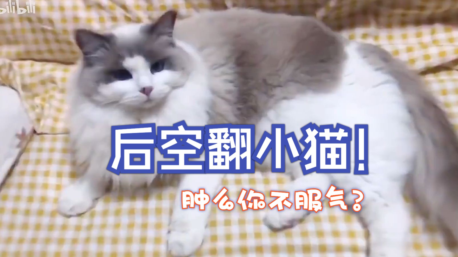 我家的猫会后空翻哔哩哔哩bilibili