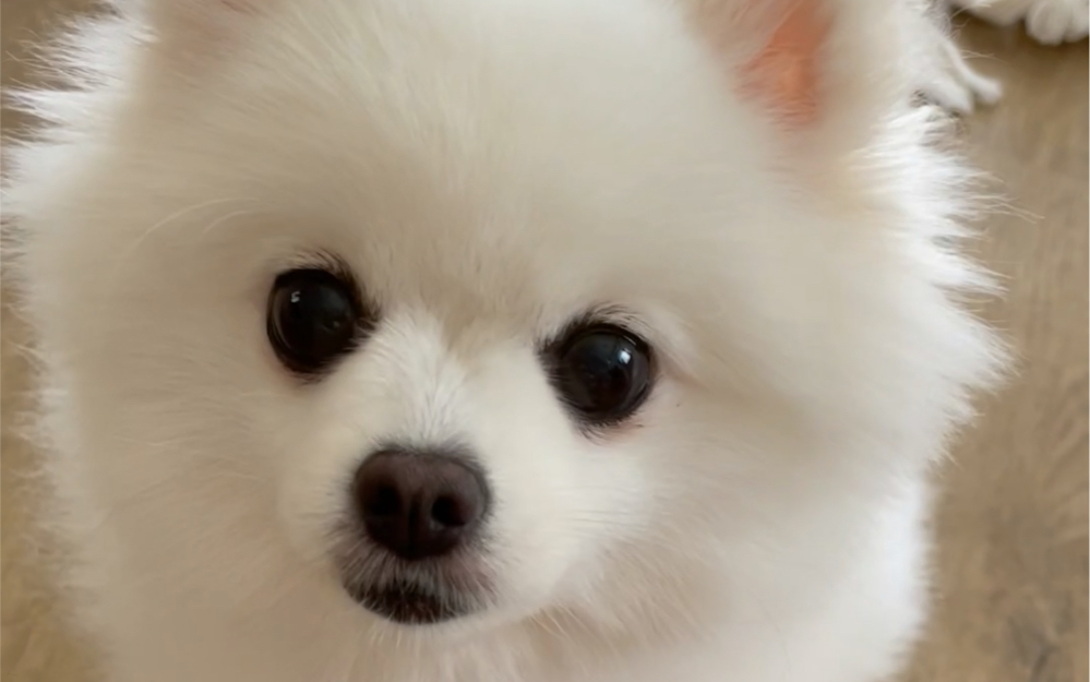 【博美】夏天到了 看小狗吃西瓜