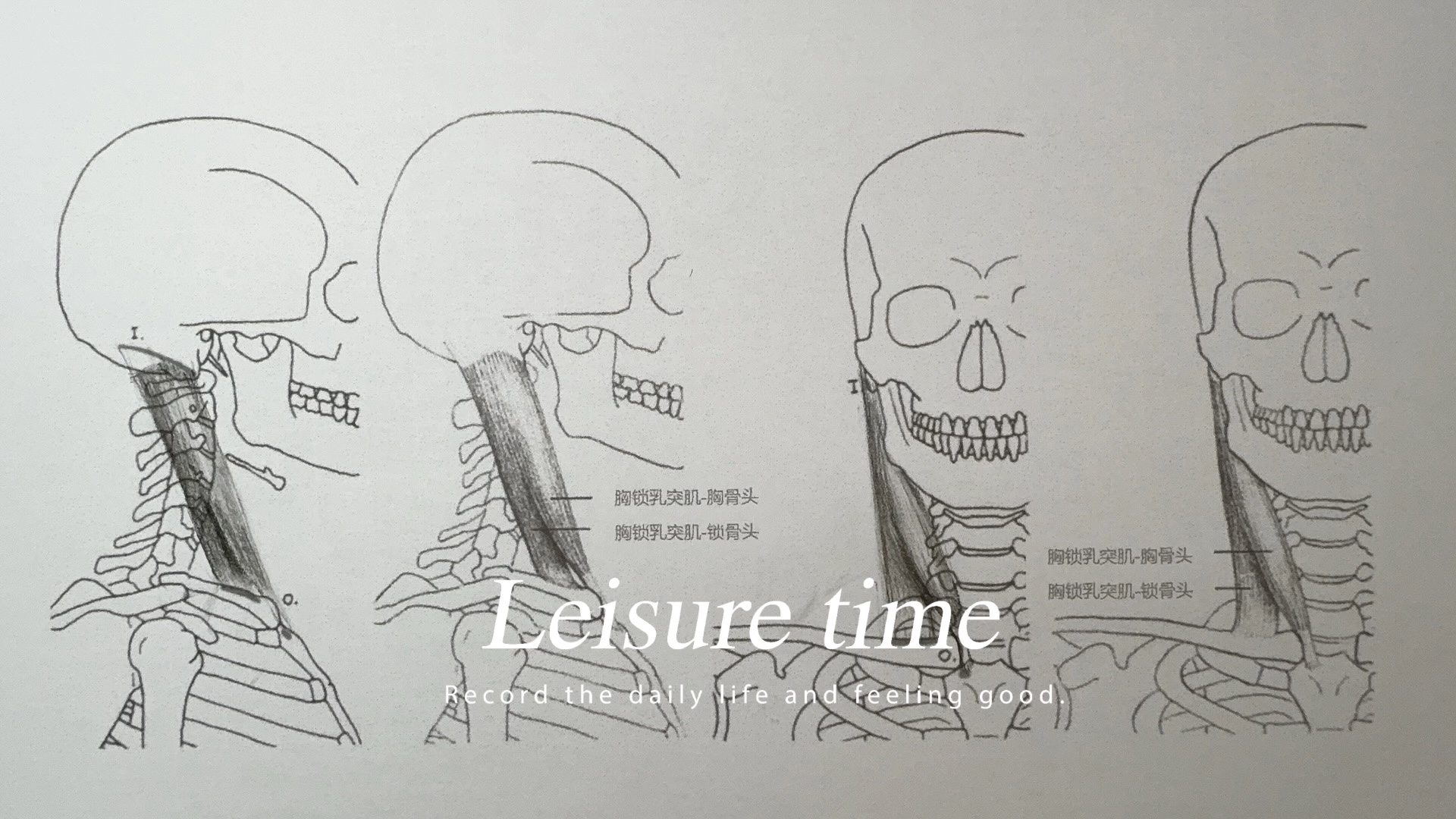 【繪畫筆記】-圖/人體之「頸肌」