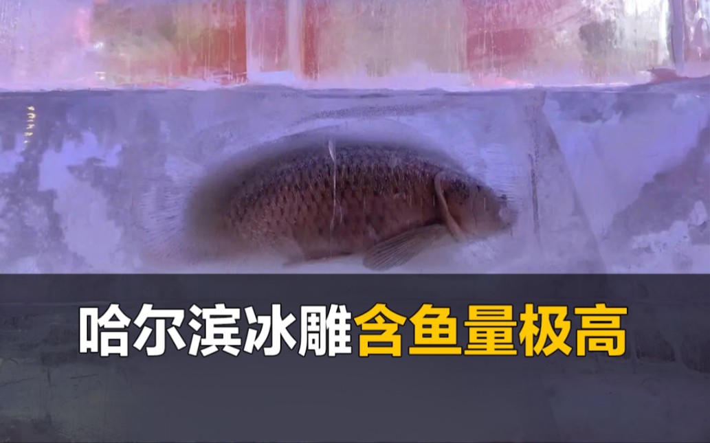哈尔滨冰雕里含鱼量极高,鱼:我这一生如履薄冰