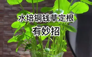 Tải video: 铜钱草水培怎么固定根？