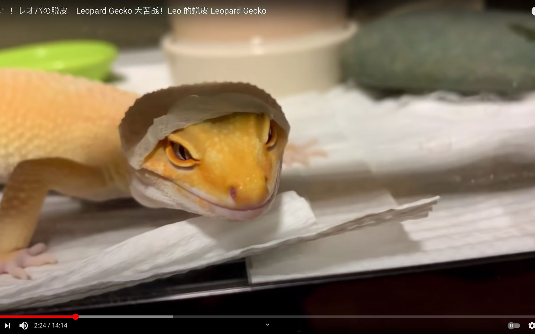 豹纹守宫小柠檬自己脱皮超努力