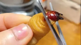 剪个竹虫吃